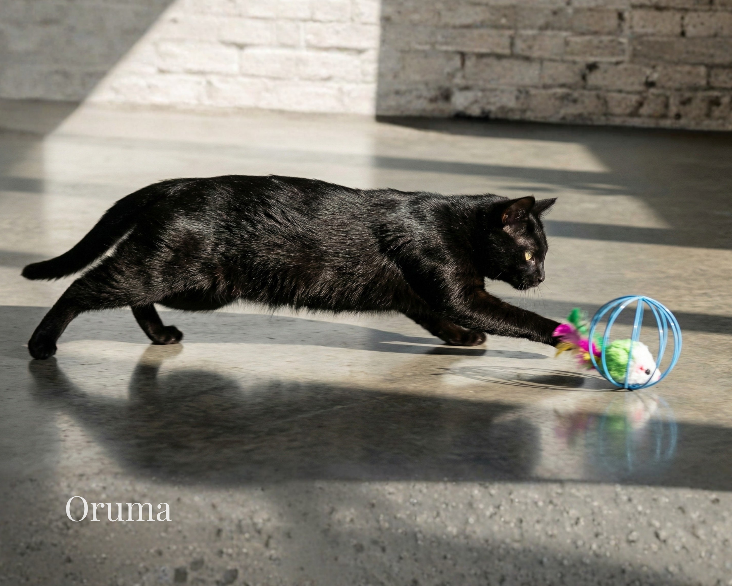 ORUMA | Pelota Jaula (Instinto Gato)