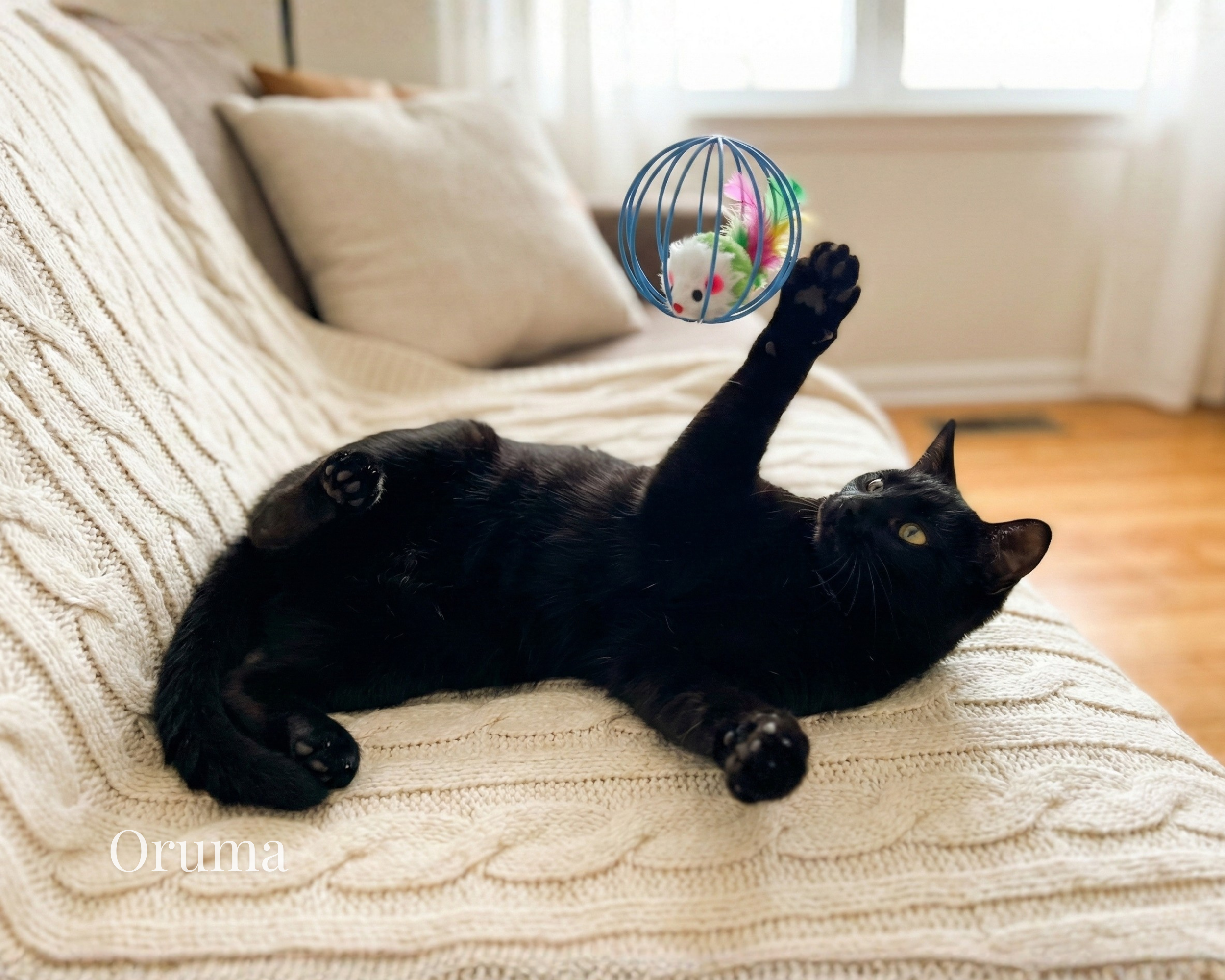 ORUMA | Pelota Jaula (Instinto Gato)