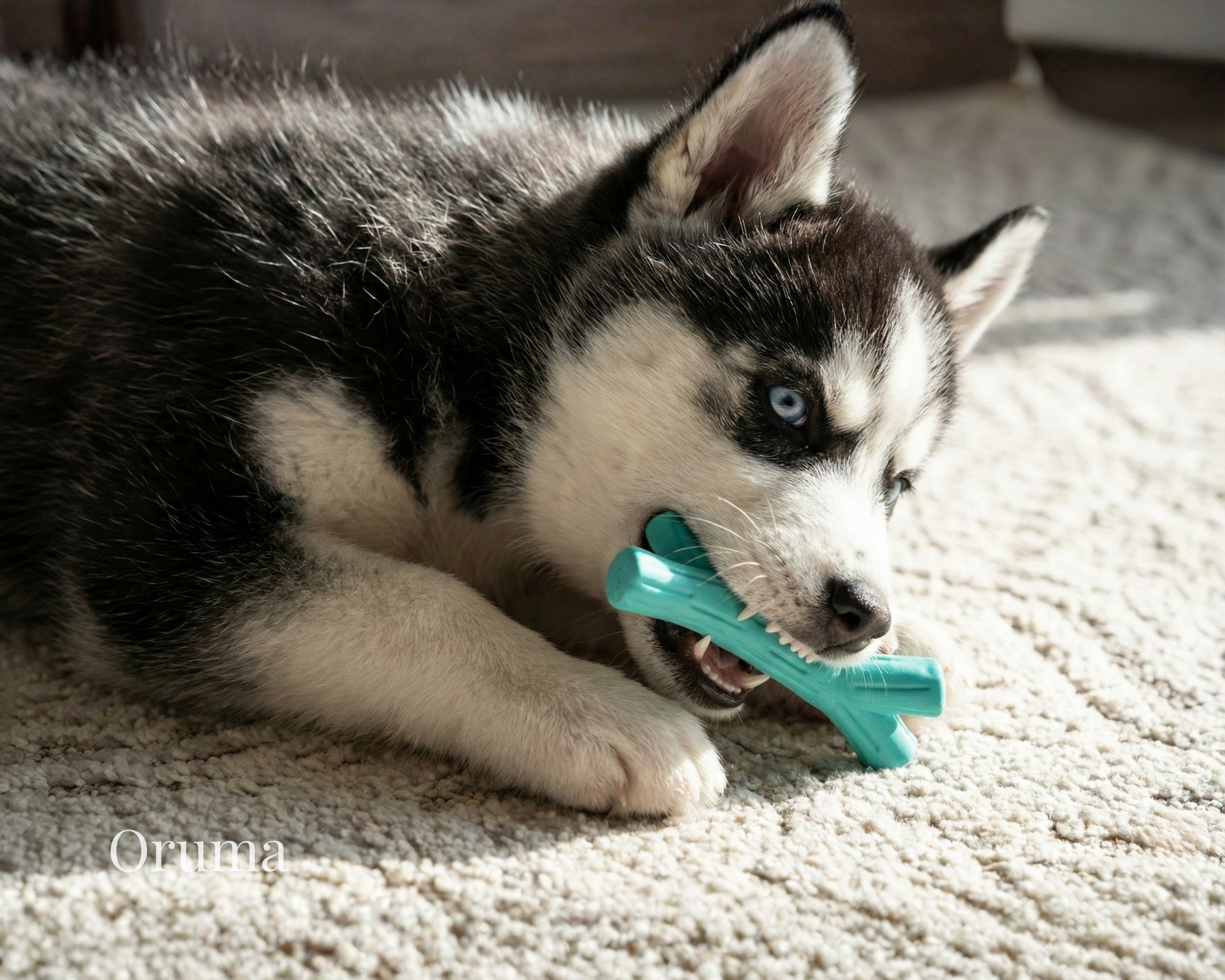 ORUMA | Juguete Perro (Rama) | Masticación