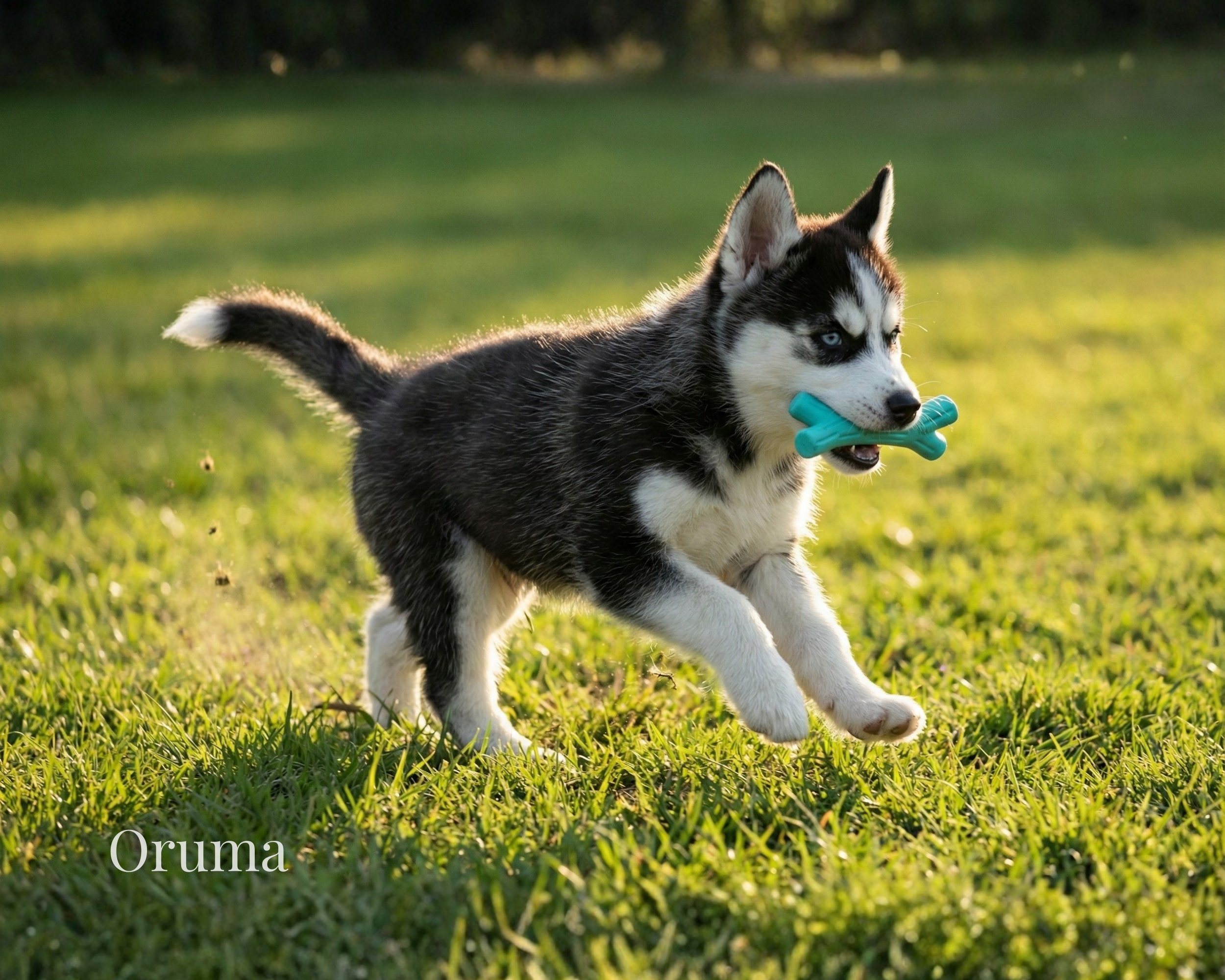 ORUMA | Juguete Perro (Rama) | Masticación