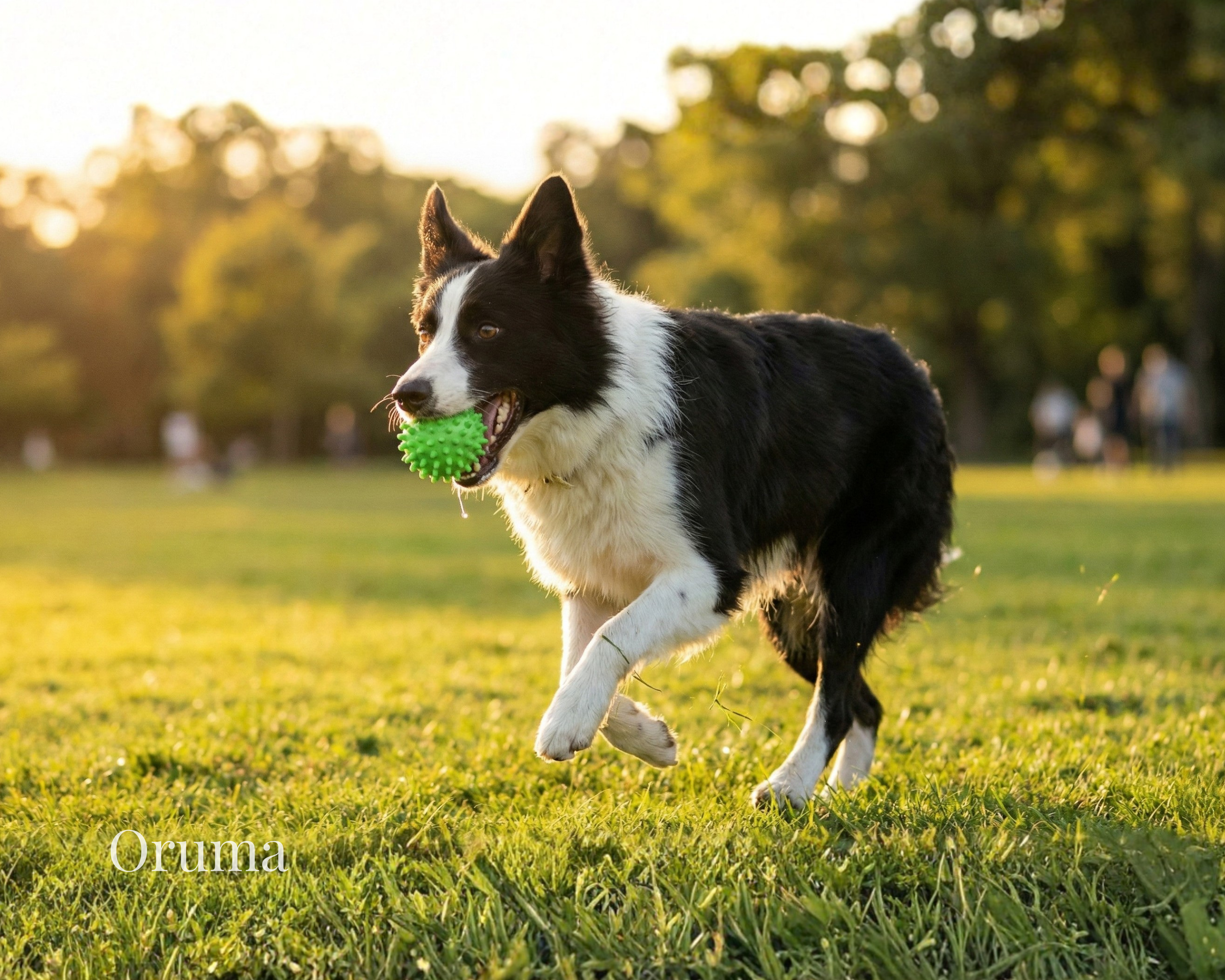 ORUMA | Pelota Perro (Púas) | Masticación