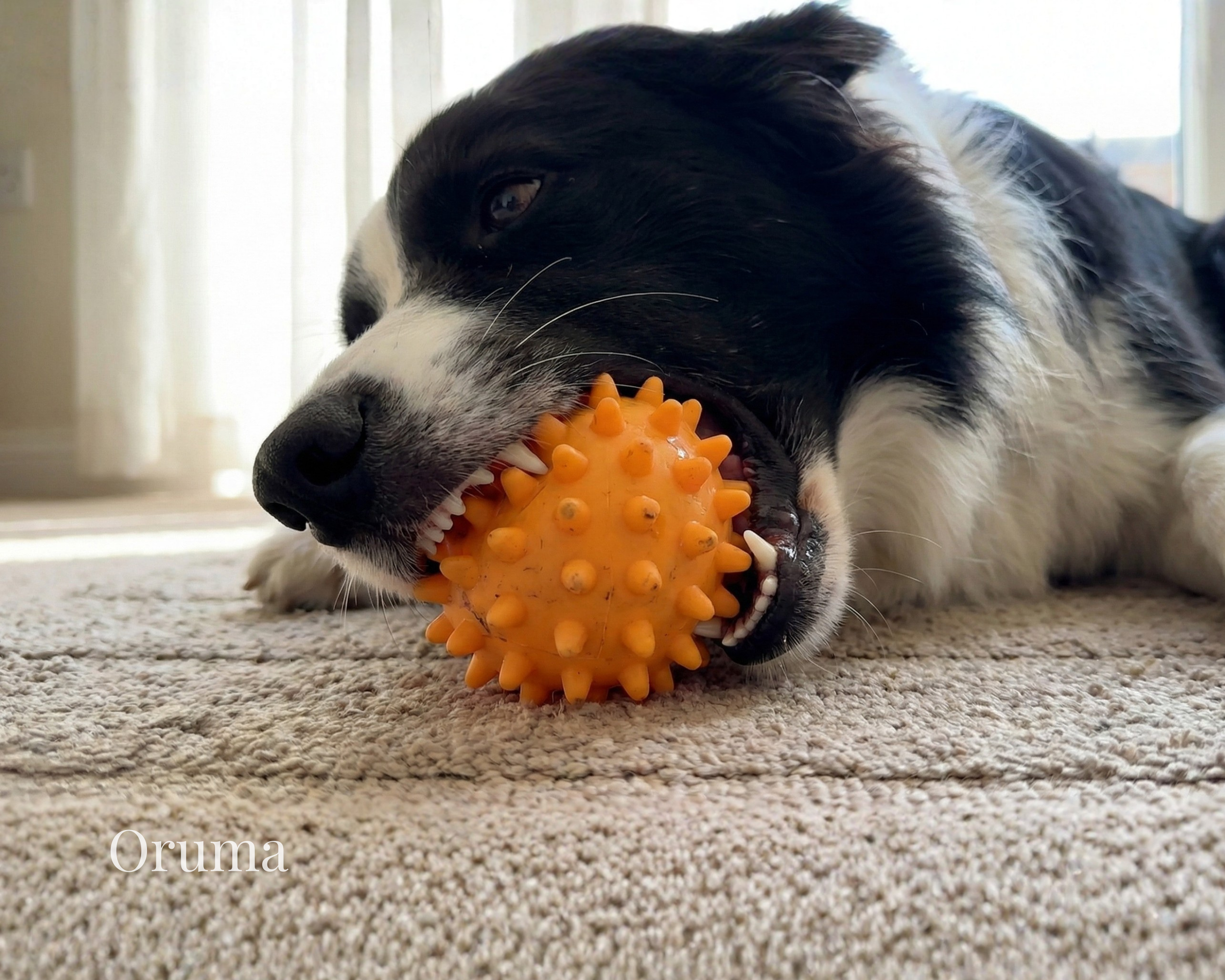 ORUMA | Pelota Perro (Púas) | Masticación